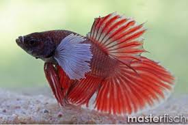 The extended telescope reduces application time and minimizes movement around the aircraft. Siamesischer Kampffisch Elephant Ear Halfmoon Betta Splendens Aqua