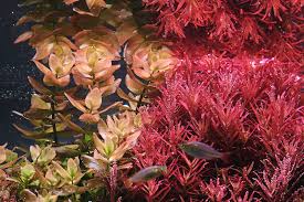 Image result for Barleria rotundifolia