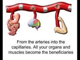 The voluntary muscles, which are under the control of the will, and the involuntary the involuntary muscles are controlled by a specialized part of the nervous system. Human Body Rap This Rap Is Great For Students Because It Explains The Circulatory System In A Fun Way Human Body Lesson Human Body Science Circulatory System