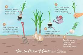 It is silver rose softneck. How To Harvest And Store Garlic