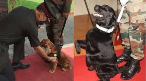 Indian dog breeds, like dogs elsewhere, are revered for their companionship, and a natural instinct to protect their masters. Mann Ki Baat What Narendra Modi Said About Brave Army Dogs Indian Breeds That Serve The Country Latest India News Updates