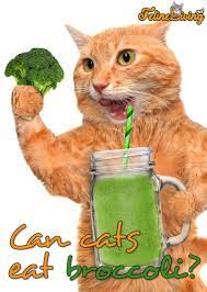 Felineliving Net Cats What Cats Can Eat Cute Funny Animals