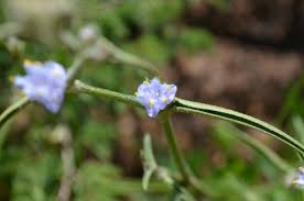 Image result for Chascanum hederaceum