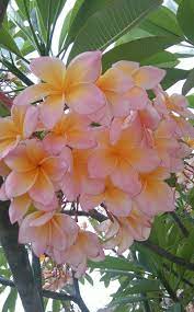 Pin On Plumerias