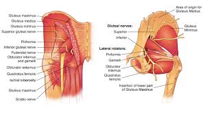 The gluteus medius g med pictured right originates on the outer surface of the ilium above and in front of the anterior glu. Glute Function And Its Activation In Skiing And Running