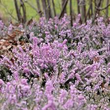 Pin On Landscape