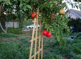 You have to understand that a certain percentage of los angeles residents suffer from mental or emotional distress of some sort, and a good number of them find their way to cd. Eagle Rock Residents Rooted In Simple Pleasures By Their Fruit Trees The Occidental