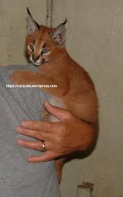 Lynx Hybrid Cats For Sale Caracat Caracats Cat Kittens Cats Hybrid Cat Cat Lover Quote