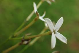 Image result for Kohautia