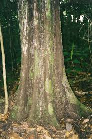 Image result for Diospyros crassiflora