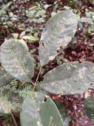 Image result for Anthonotha macrophylla
