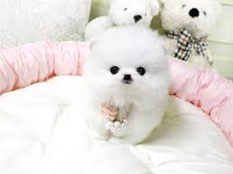 Black pomeranian and white pomeranian for sale with teddy bear faces, they are very rare and beautiful tiny teacup puppies for sale, chocolate teacup pomeranians, and even the extremely tiny. Pin By Carol Broughton On Teacups Pomeranian Puppy Cute Puppies Cute Animals