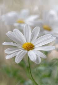 What kind of daisies are good for butterflies? Marguerite White Flowers Beautiful Flowers Daisy Love