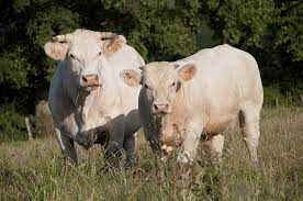 Charolais Deltagro