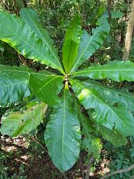 Image result for Anthocleista vogelii