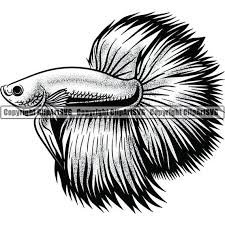 Download Betta Fish 2 Pet Animal Aquarium Tropical Siamese Tail Exotic Etsy
