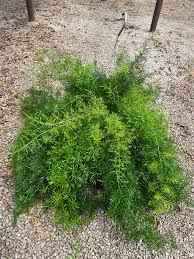 Image result for A. densiflorus Sprengeri