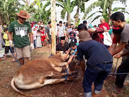 12 materi pembelajaran 10 waktu penyembelihan aqiqoh dan qurban a. Syarat Halalnya Sembelihan Hewan Kurban Madaninews Id