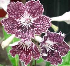 Image result for Streptocarpus eylesii