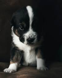 White, black brown, black brown, white white, white black, black it could be a parti color as in white and black or just white or most likely yellow, it depends on what color the male dog is also. Front View Of Black And White Puppy Sitting On Brown Sofa Photo Free Grey Image On Unsplash