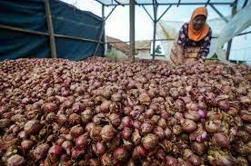 Daftar harga bawang merah 1kg terbaru juli 2021. Stabilisasi Harga Bawang Merah Pemerintah Gunakan Fasilitas Militer Kabar24 Bisnis Com
