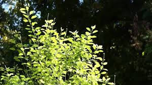 Image result for Clutia