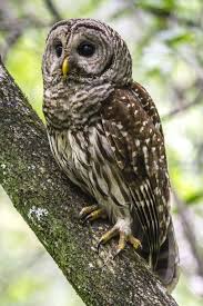Birds That Sing At Night In Florida Barred Owl Strix Varia Corkscrew Swamp Sanctuary Naples Florida Usa Barred Owl Owl Beautiful Owl