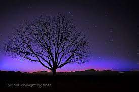 This Item Is Unavailable Etsy Bare Tree Landscape Prints Desert Painting