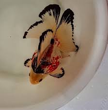 Pin On Fish