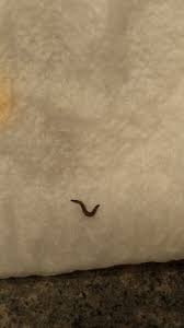 Omg i saw one of these big brownish black tadpole things in my toilet and i thought maybe it came i have been finding the exact same little black worms with pinchers on their heads like an earwig, but the ones i encounter move really slow. Worm In Toilet Bowl Probably Drain Fly Larva All About Worms