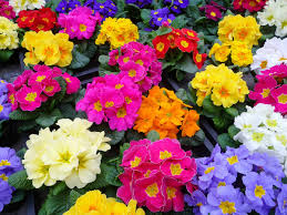 Check spelling or type a new query. Primulas And Primroses Facts About Beautiful Spring Flowers Dengarden