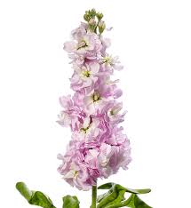 Image result for Matthiola