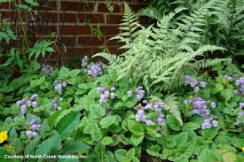 Image result for Nesaea cordata