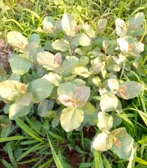 Image result for Myrianthus arboreus