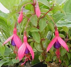Fuchsia Peter Pan Hardy Fuschia Orchid Flower Parts Of A Flower