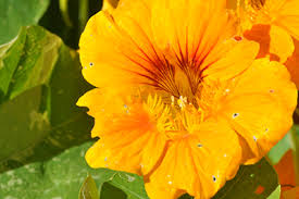 Image result for Tropaeolaceae