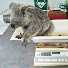 Port Macquarie Koala Hospital On Instagram Mrr Jan Pronounced Yarn Came Into Care As An Orphan With Severe Conjunctivit Koala Port Macquarie Conjunctivitis