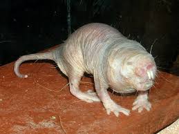 We did not find results for: Scary Animals That Are Friendly