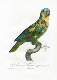Canaries and cagebirds (england, 1880). 9 Vintage Parrot Drawing Ideas Vintage Parrot Parrot Bird Prints