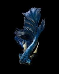 10 gambar aquarium ikan cupang unik minimalis baik untuk hias da membuat desain logo untuk brand semakin mudah dengan template logo siap pakai yang bisa didapat gratis. Ikan Koi Wallpapers Free Ikan Koi Wallpaper Download Wallpapertip