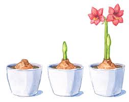 Apr 20, 2021 · during the growing/ flowering period, water your amaryllis whenever the top 2 inches of soil become dry. How To Get Your Amaryllis To Bloom Twice A Year Garden Gate