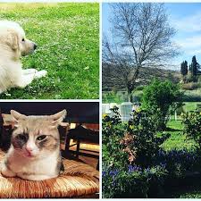 Dogs Cats And Nature Villacampestri Oliveoilresort Experience Mugello Tuscany Cats Dogs Beautiful
