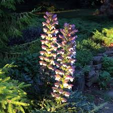 Image result for Acanthus