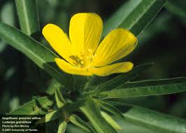 Image result for Limosella grandiflora