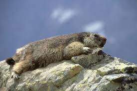 Maybe you would like to learn more about one of these? Redewendung Schlafen Wie Ein Murmeltier Geolino