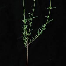 Image result for Hermbstaedtia scabra