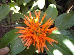 Named for james justice, a scottish horticulturist. Pin By Pinterest Favorites 52 On Garden Flowers Plants Trees Trees To Plant Honeysuckle Flower Flowers