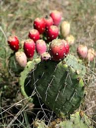 Prickly pears are classified as fruits and are an excellent source of vitamin c. File Prickly Pear Cactus In Texas Jpg Wikimedia Commons