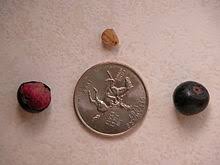 They are cultivated widely in the warm regions of the country. Phalsa Wiktionary