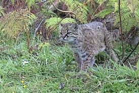 Leopardus is a genus comprising eight species of small cats native to the americas. Chilenische Waldkatze Wikipedia